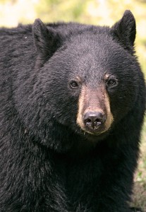 Black Bear